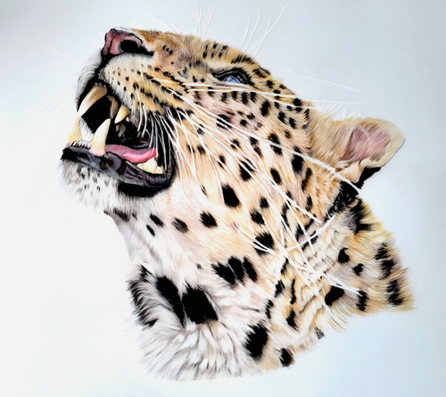 Amur Leopard Art Print-Hand Drawn Illustration