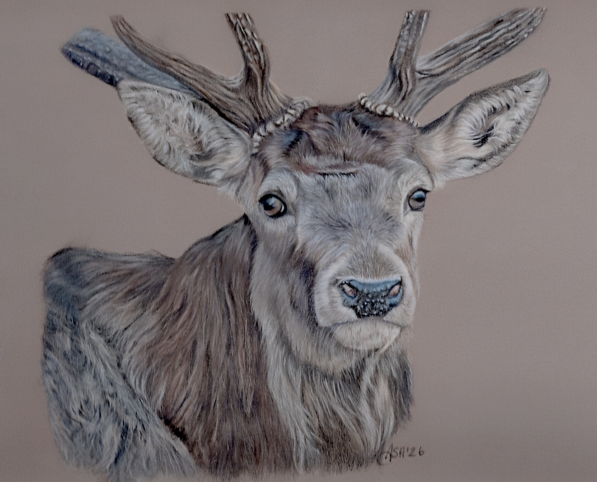 The Stag Art Print-Hand Drawn Illustration