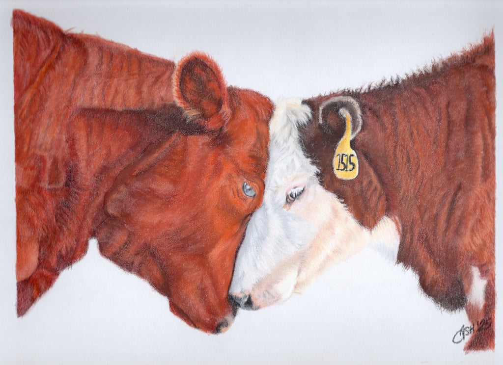 Cow Kiss Art Print - Hand Drawn Illustration