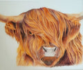 Highland Cow Art Print-Hand Drawn Illustration