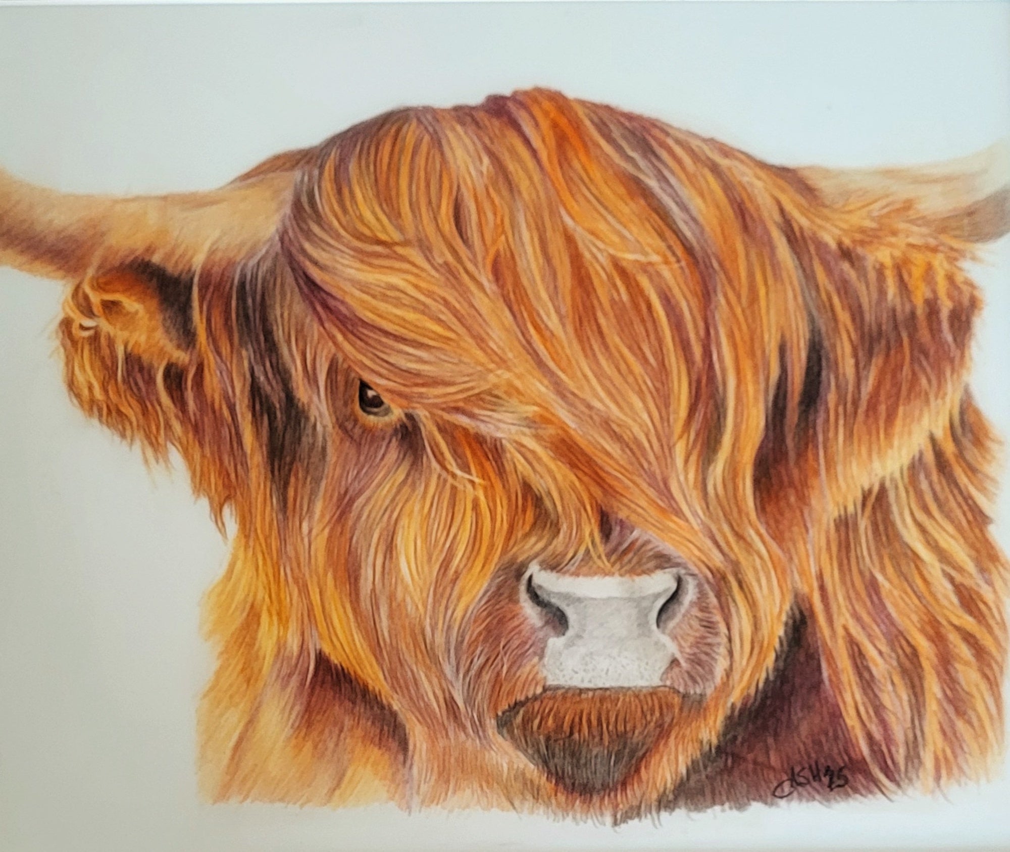 Highland Cow Art Print-Hand Drawn Illustration