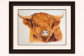 "Bonnie" — Original Highland Cow Coloured Pencil Drawing Hand and Heart Art Studio