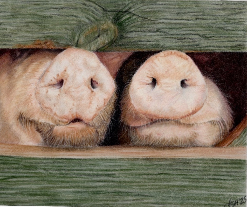 Cute Pigs Art Print - Hand Drawn Illustration