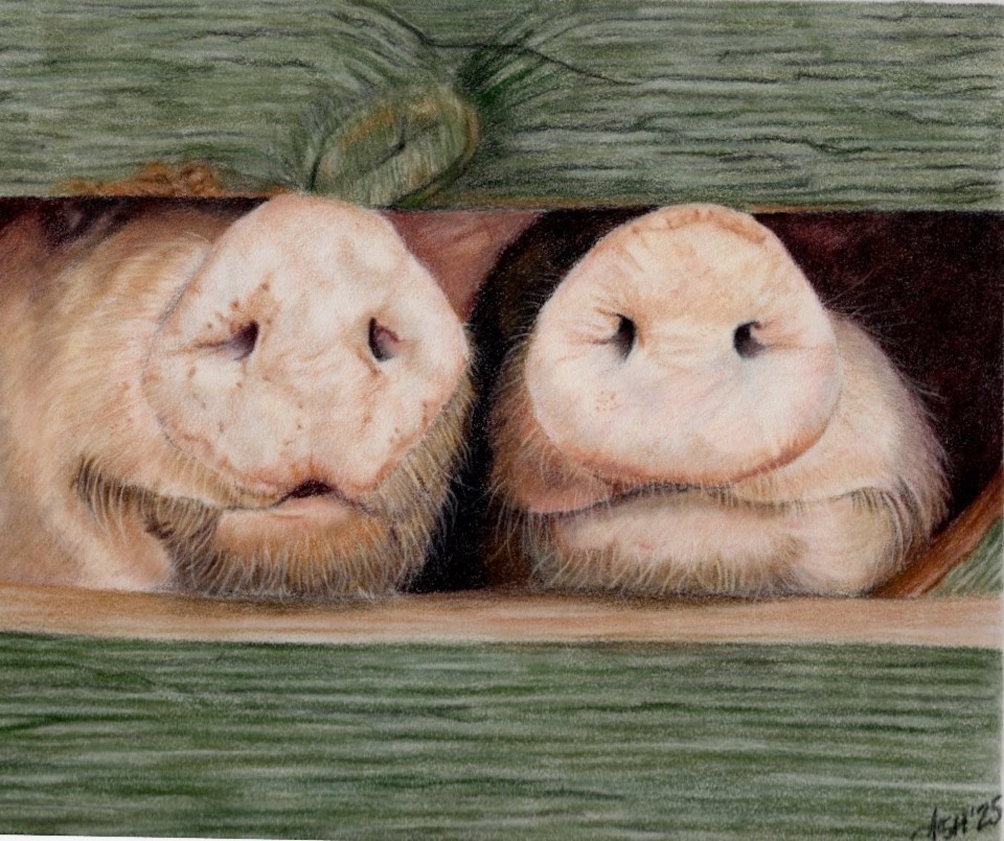 Cute Pigs Art Print - Hand Drawn Illustration